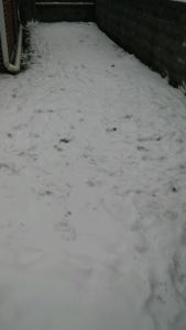 There's a lot of snow in our front lawn ... and you almost can't see the grass in this picture.